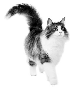 Norwegian Forest Cat adult in black and white